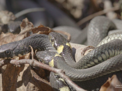 Natrix natrix snake