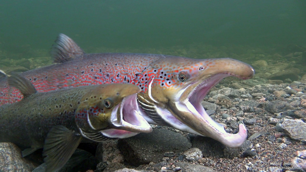 Salmon spawn in Lærdal River