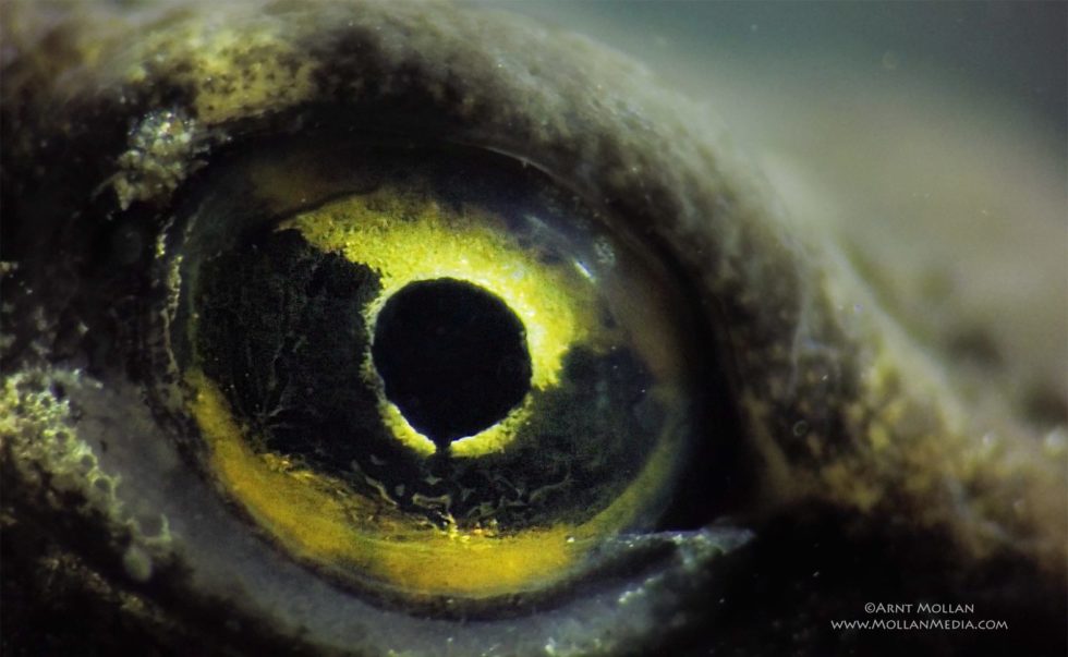 The eye of a salamander