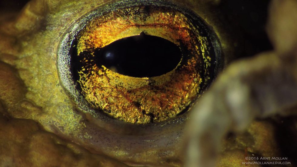 The eye of a toad