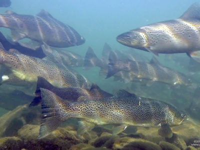 Big Brown trout on NRK